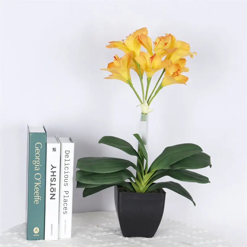 High-Quality Clivia miniata Bonsai for Factories