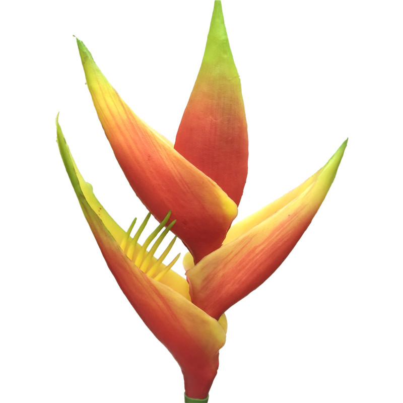 Fire Phoenix02u05