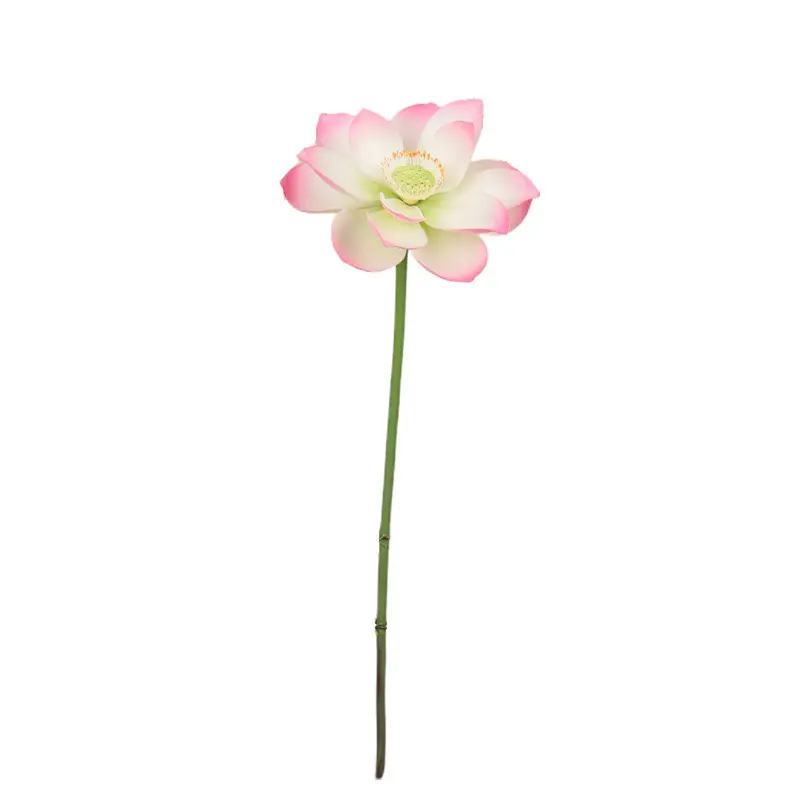 Lotus Flower Supplier for OEM
