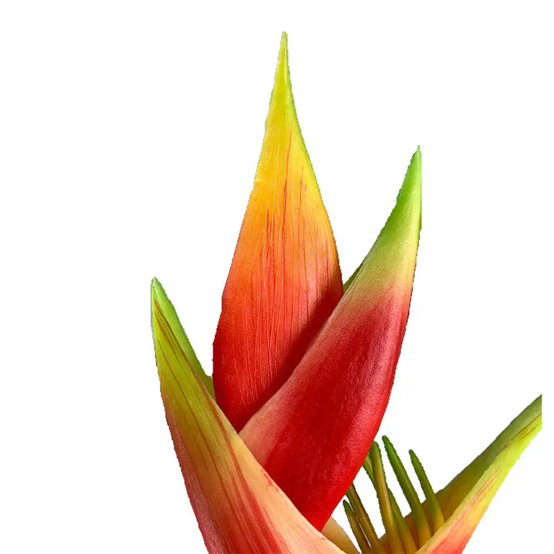 Fire Phoenix04y3x