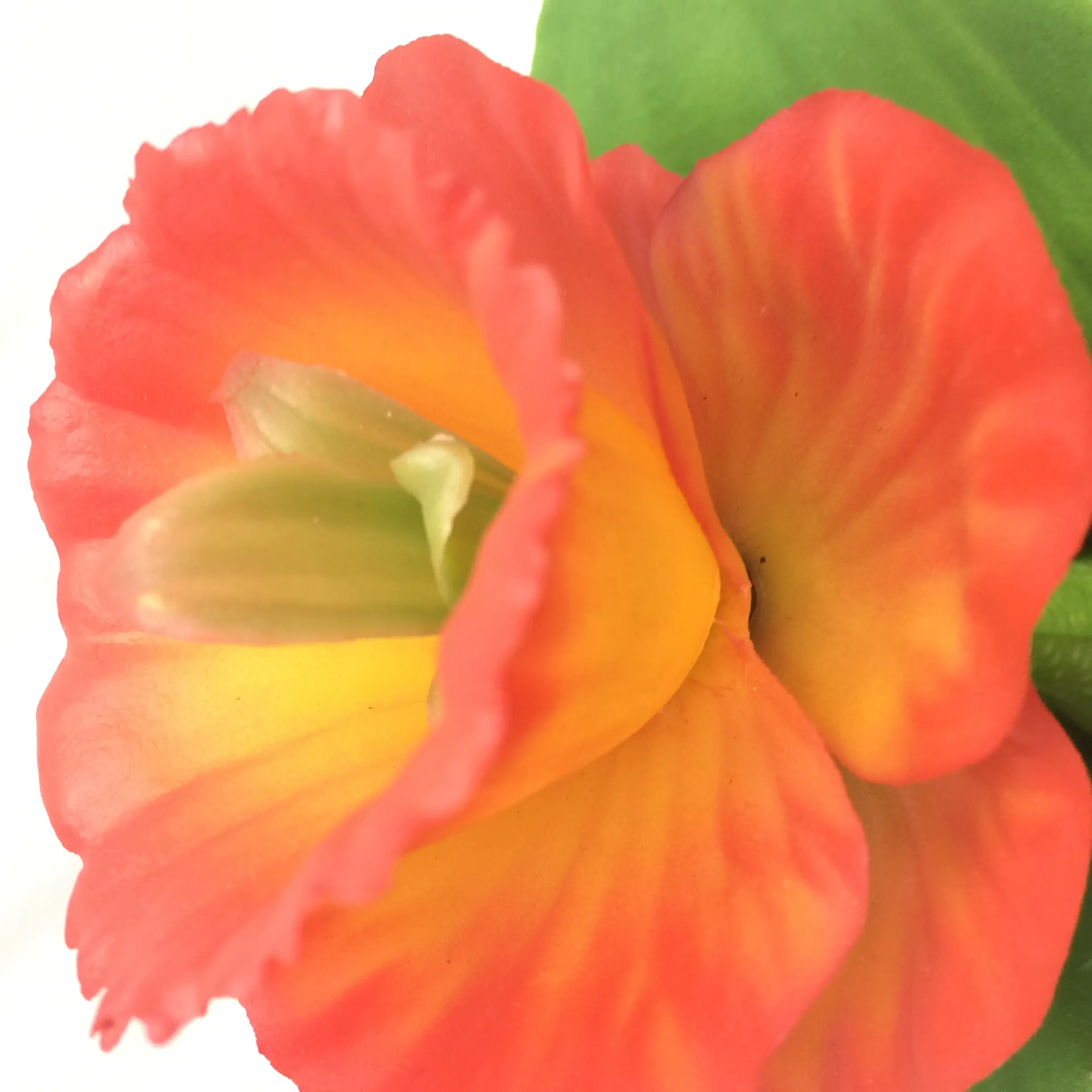Natural Simulation Loran Flower Manufacturer